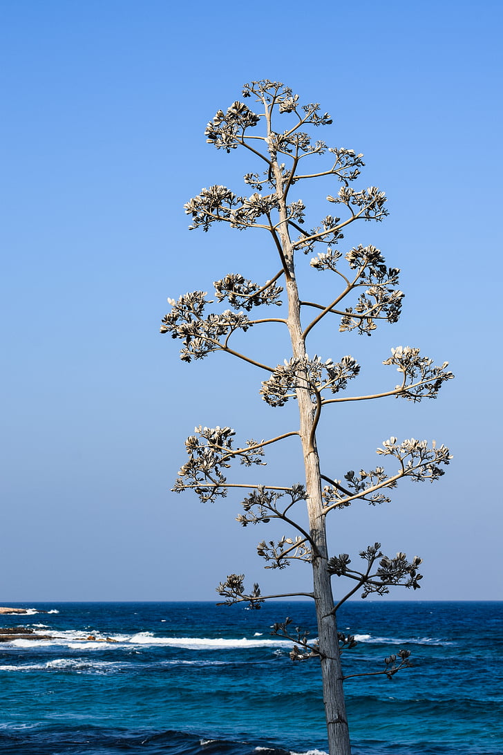 tree, sea, waves, coast, protaras, cyprus