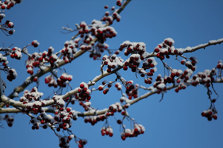 ผลเบอร์รี่, ท้องฟ้าสีฟ้า, หิมะ, กิ่งไม้, ฤดูหนาว, ธรรมชาติ, ต้นไม้