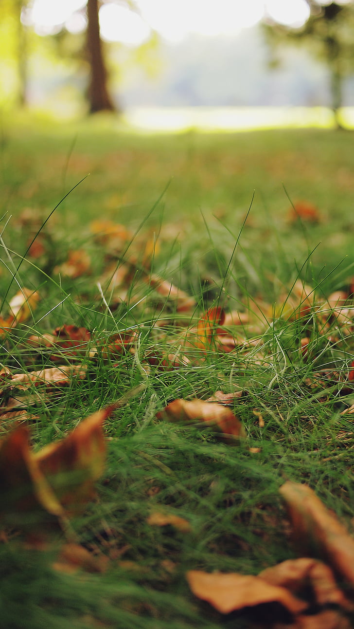 dried, leaves, green, grass, lawn, green color, selective focus