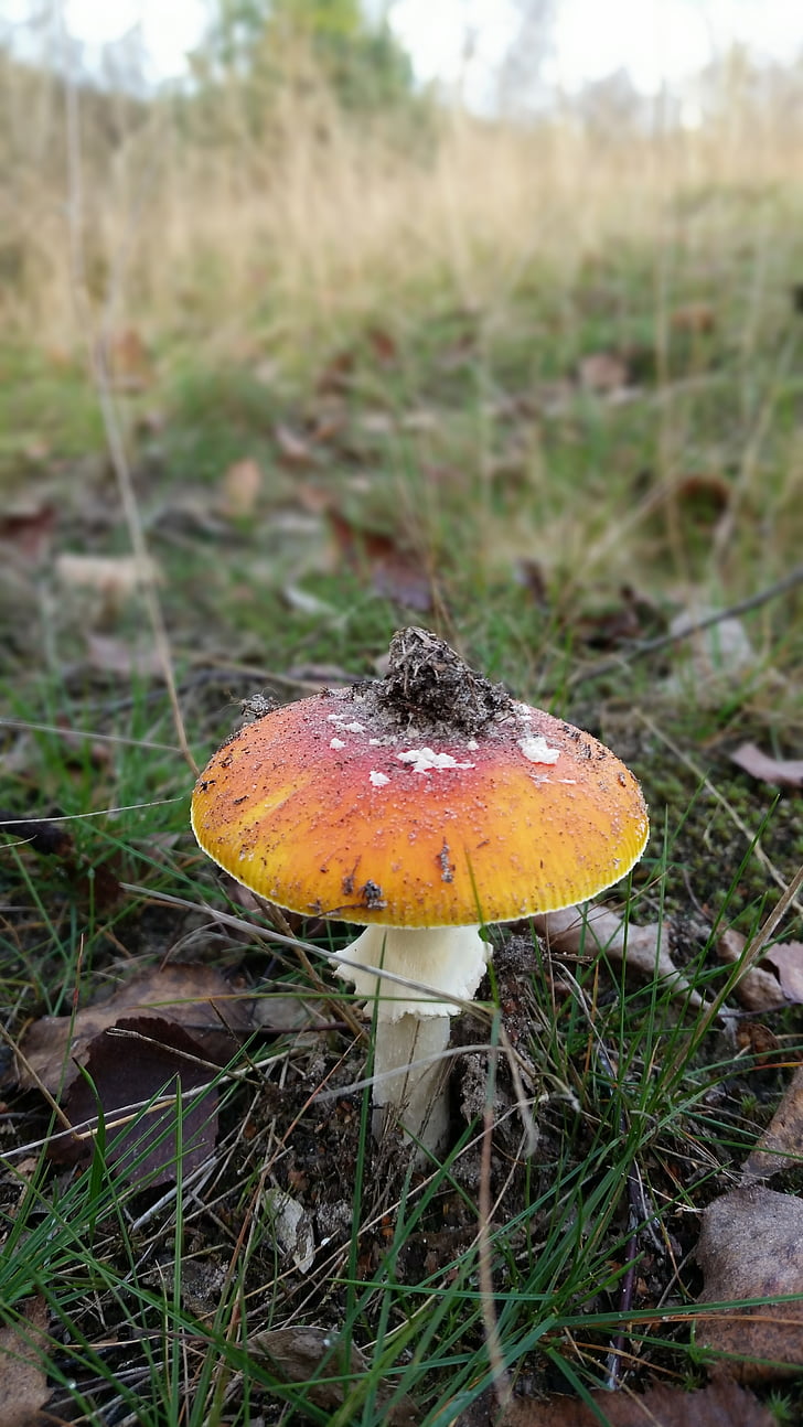 fly agaric, nature, forest, autumn, mushroom, toxic, spotted