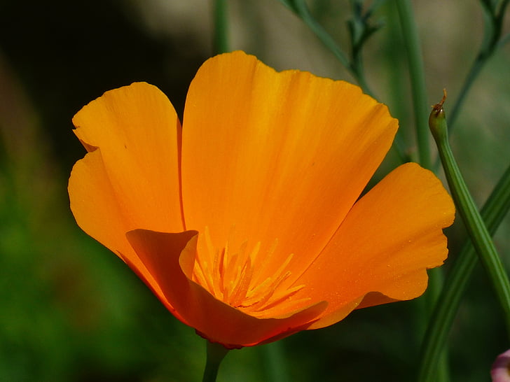 eschscholzia californica, mak, cvet, cvet, rastlin, oranžna, svetlo