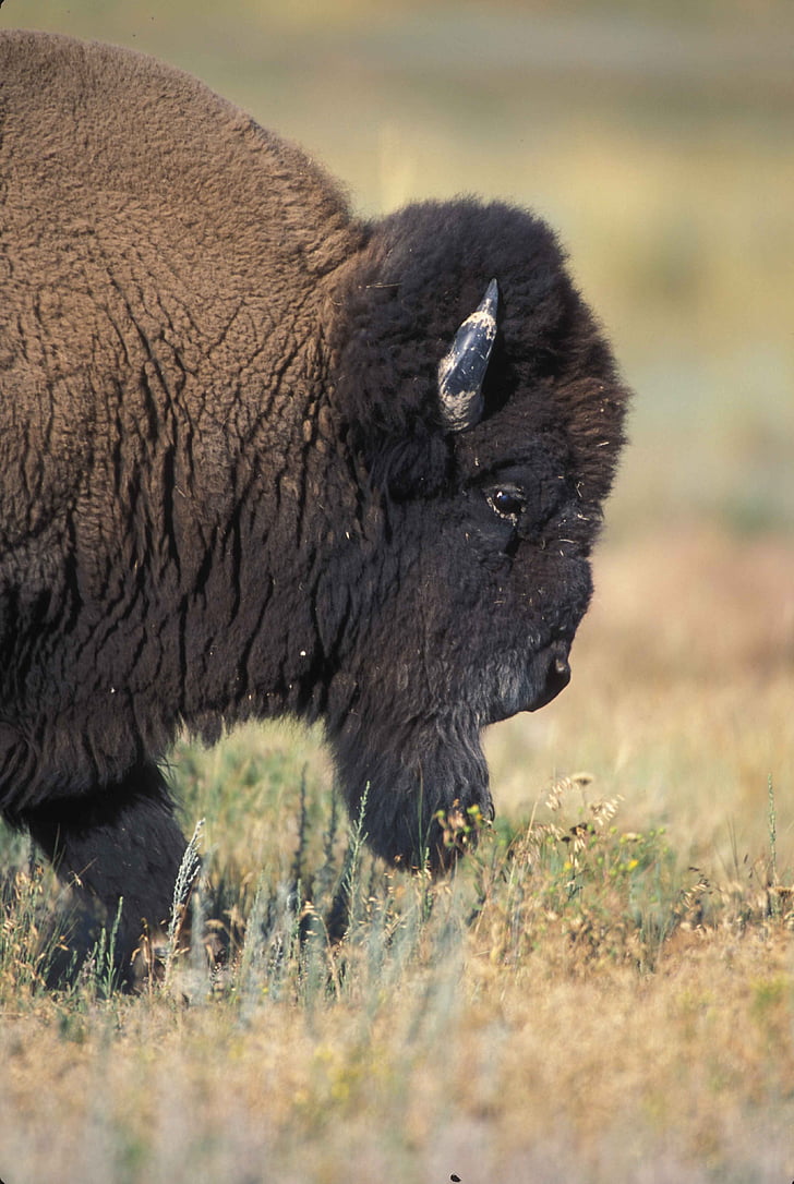 Bull, halvparten, foran, profil, Buffalo, Bison, dyr