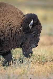 Stier, de helft, voorzijde, Profiel, Buffalo, bison, dieren