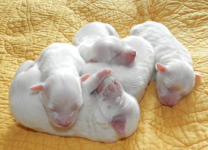 Puppies, puppy, katoen Tuléar, toepassingsgebied, hond, dier, Petit