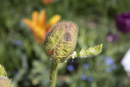 poppy bud, german federal horticultural show, havelland
