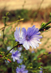 ฤดูร้อน, ดอกไม้, สีน้ำเงิน, ธรรมชาติ, ดอกไม้สวยงาม, สวนดอกไม้, บาน