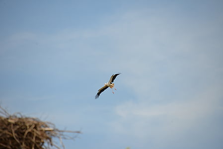 stork, bird, animal, rattle stork, nature, white stork, fly