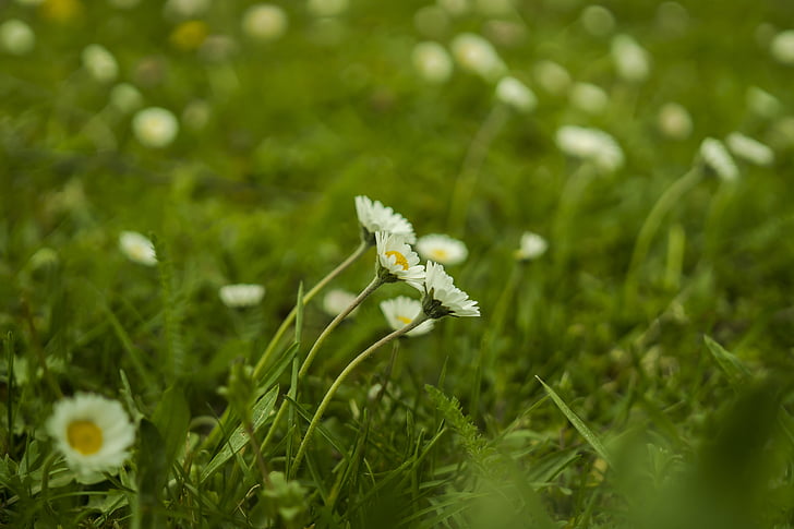 Daisy, niitty, vihreä, kevään, kukat, kukka niitty, Luonto