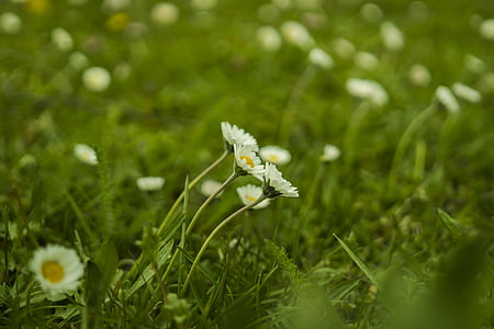 Daisy, lúka, Zelená, jar, kvety, kvetinové lúky, Príroda
