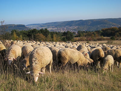 flock of sheep, meadow, wool, graze, animals, idyll