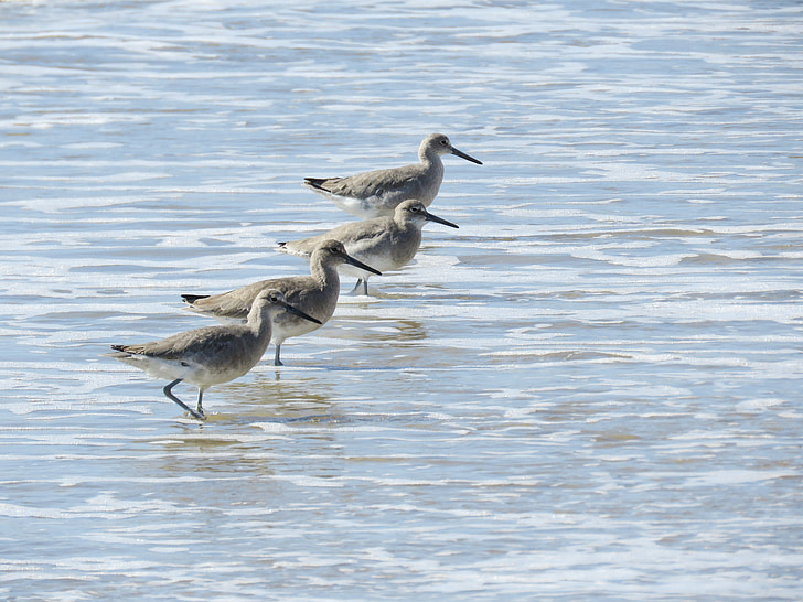 sanderlings, Ocean, Tide