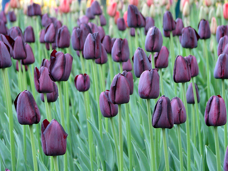 tulipány, květiny, Příroda, jaro, lila, zelená, čerstvé