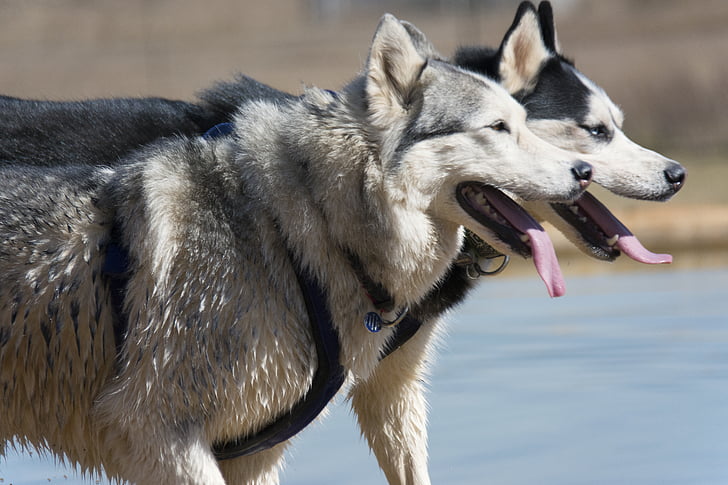 Siberian husky, Husky, con chó, chó thuần chủng, động vật, vật nuôi, sói