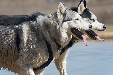 siberian husky, husky, dog, purebred Dog, animal, pets, wolf