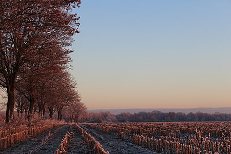Alba, l'hivern, arbre, paisatge, morgenstimmung, cels, cel