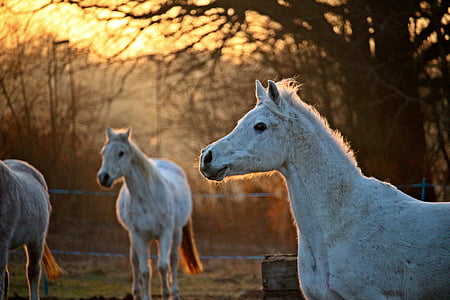 nấm mốc, con ngựa, ngựa đầu, buổi tối ánh sáng, Flock, Thoroughbred ả Rập, afterglow