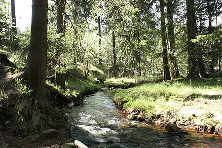 forest, bach, trees, mountain stream, wilderness, nature