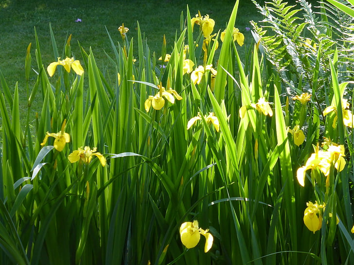 irisa, puķe, ziedi, augu, rīta gaisma, dzeltena
