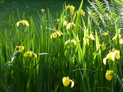 Iris, cvet, cvetje, rastlin, jutranja svetloba, rumena