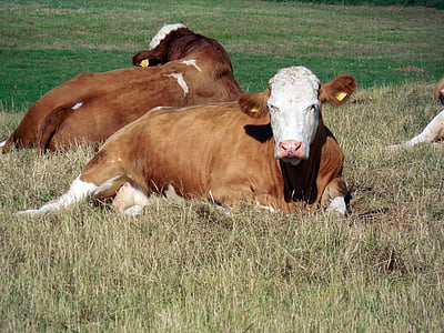 cows, cattle, animals, pasture, graze, cattle breeding, livestock