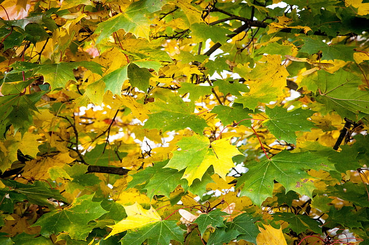 caída, hojas, verde, amarillo, otoño, temporada, color