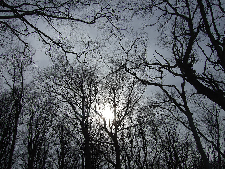 Sky, träd, solen, vinter, dystra, mörka, skrämmande