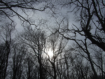 céu, árvores, sol, Inverno, sombrio, escuro, assustador
