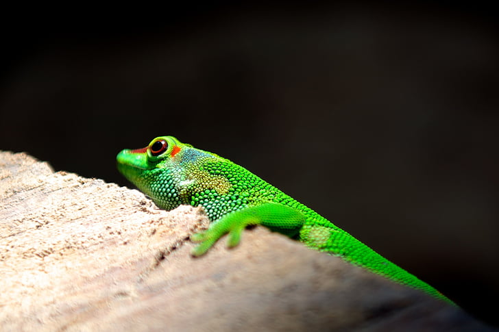 animal, exotic, lizard, reptile, wildlife, nature, green Color