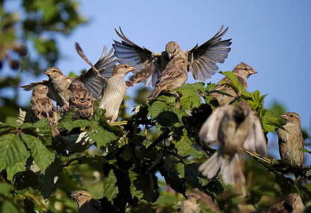 sparrows, leadership, group, nature, bird, animal, wildlife