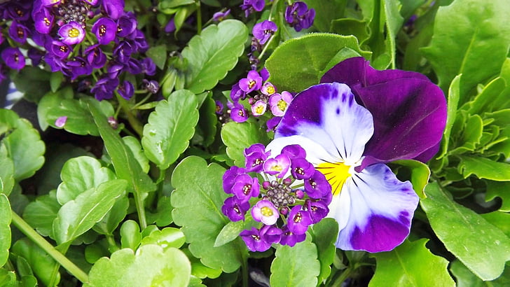 nature, spring, flowers, pansies, two-tone, garden, plant