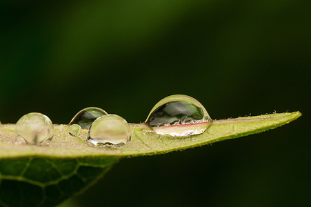 madagascar, macro, nature, droplets, water, green, plant