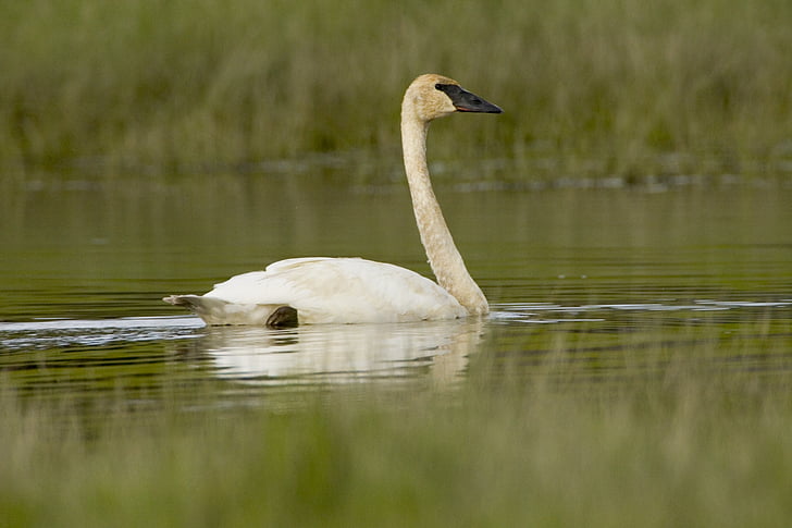trompetist swan, svømming, fuglen, vannfugler, dyreliv, natur, vann