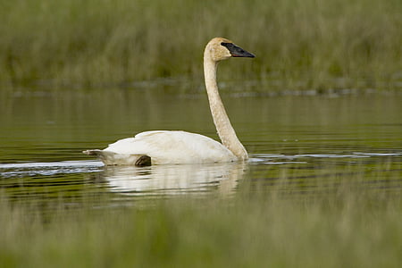 trumpeter swan, swimming, bird, waterfowl, wildlife, nature, water