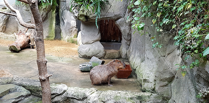 Capibara, gradina zoologica, familienzoo, animalele pentru grădini zoologice, natura, animale, rozătoare