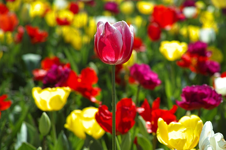 tulipani, cvijet, cvijeće, priroda, biljka, lijepa, proljeće