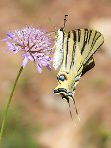 Papilio machaon, papallona, machaon, papallona Reina, Libar, flors silvestres, bellesa