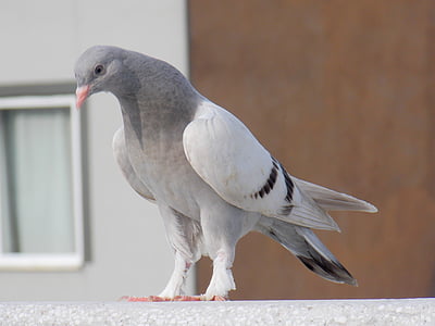 pigeon, beautiful, nature, birds, bird, animal, wildlife