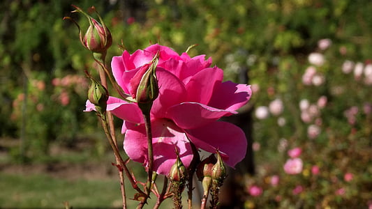 Rosa, puķe, rozes, daba, rozā, sarkana roze, dārza