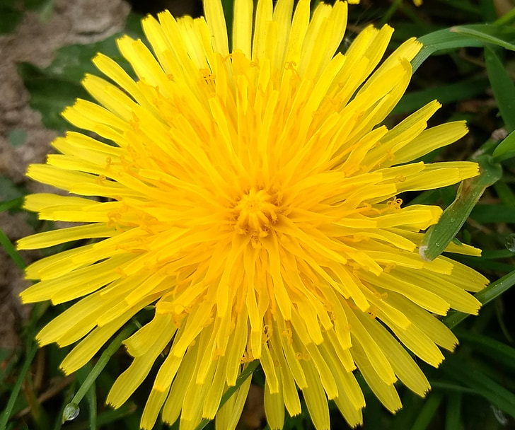 Buttercup, žlutá, květ, jaro, wildflower, slunečno, Barva