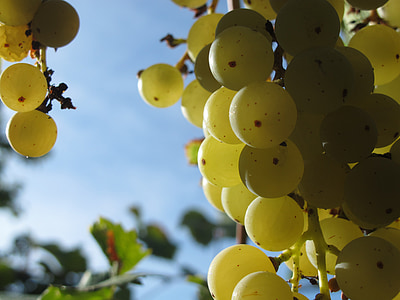 the grapes, grapevine, green grapes, fruit, nature, tasty, vitamin
