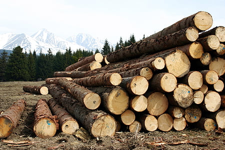 wood, high, tatry, calamity, felling, logs, autumn
