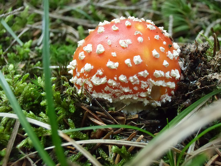 Fly helttasieni, sienet, punainen fly helttasieni sieni, myrkyllinen