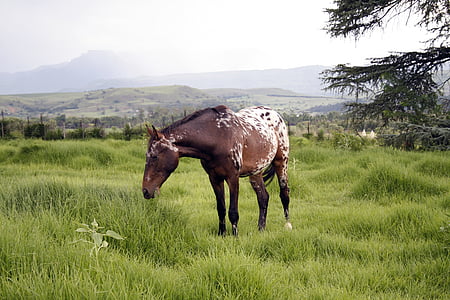 Koń, trawa, Natura, pole, u koni, obszarów wiejskich, Jeździectwo