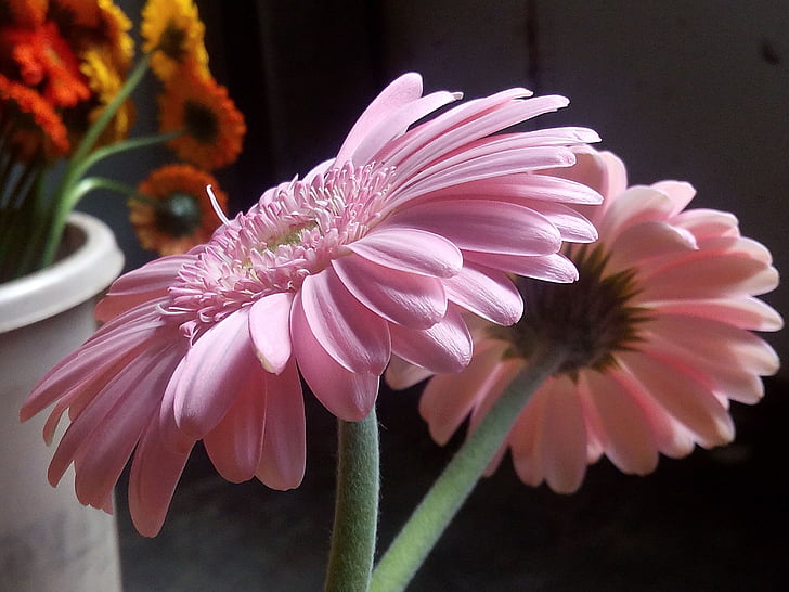 flores, Gerbera, -de-rosa