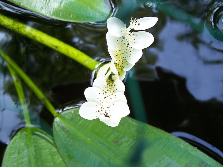 water hawthorn, aponogeton distachyos, cape-pondweed, water flowering plant, pond, water, vleikos