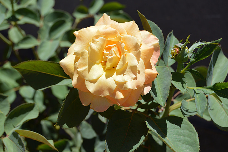 Chris evert rose, Rose, fleur, pleine floraison, Blossom, jardin, nature