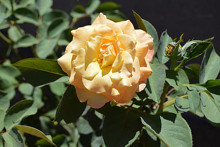 Chris evert rose, Hoa hồng, Hoa, nở đầy đủ, Blossom, Sân vườn, Thiên nhiên