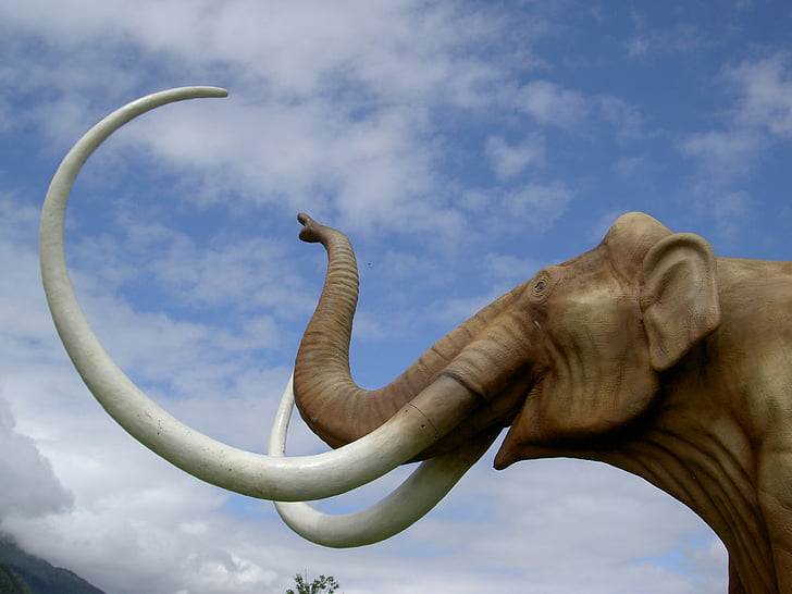 mammoth, park, tusks, proboscis