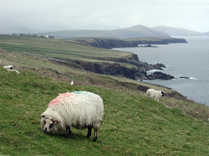 sheep, coastline, ireland, landscape, bay, sea, coast
