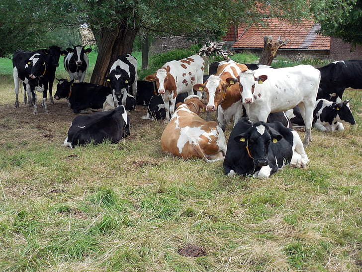 αγελάδες, βοοειδή, μπάτσοι, βοσκότοποι, Γεωργία, στίγματα, ζωικό κεφάλαιο